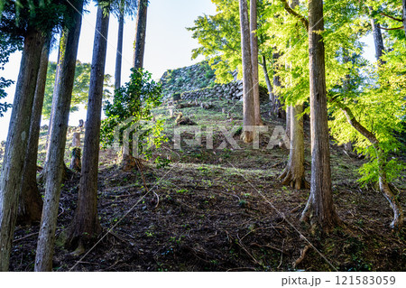 【日本100名城】秋の朝の津和野城　木立の間から見える石垣　島根県鹿足郡津和野町 121583059