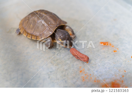 餌を食べるミツユビハコガメのベビー 餌を食べるミツユビハコガメのベビー 121583163