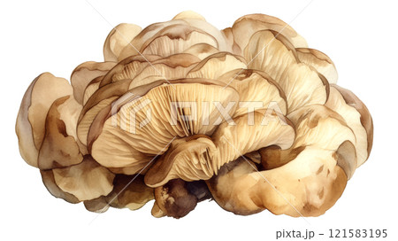 水彩画で描いた舞茸 121583195