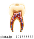 Structure of tooth illustration by hand drawn. 121583352