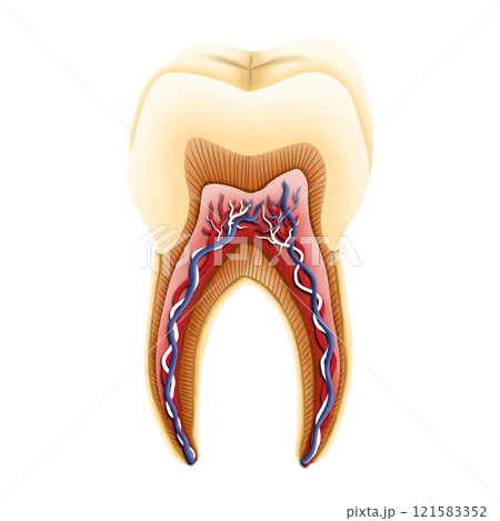 Structure of tooth illustration by hand drawn. Structure of tooth illustration by hand drawn. 121583352