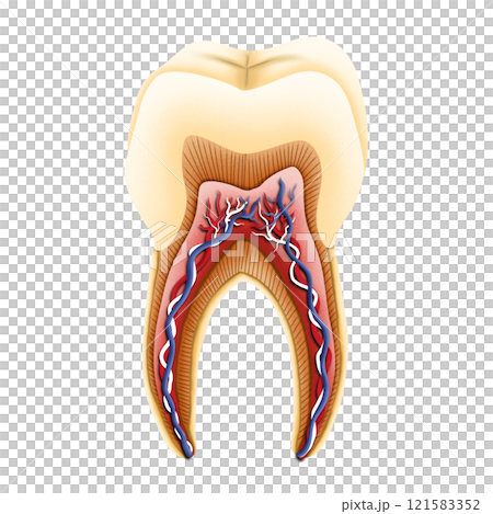 Structure of tooth illustration by hand drawn. Structure of tooth illustration by hand drawn. 121583352