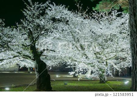 ライトアップされた本丸の桜【松代城跡】 121583951