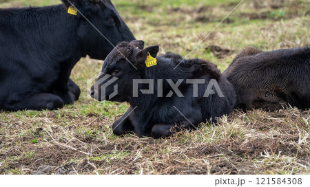 八丈富士ふれあい牧場 121584308