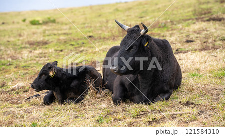 八丈富士ふれあい牧場 121584310