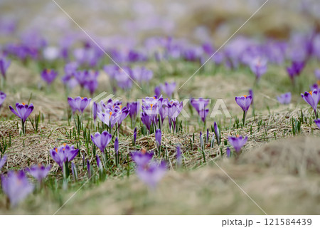 Spring crocus flowers, Easter background 121584439