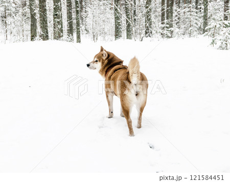 Funny friendly brown Shiba Inu dog in the winter forest 121584451