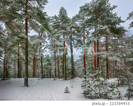 Forest in Estonia, covered with snow. Winter seasonal landscape Forest in Estonia, covered with snow. Winter seasonal landscape 121584453