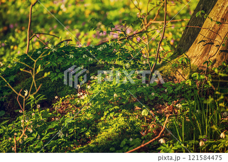 Flowering green forest with white flowers, spring nature background 121584475