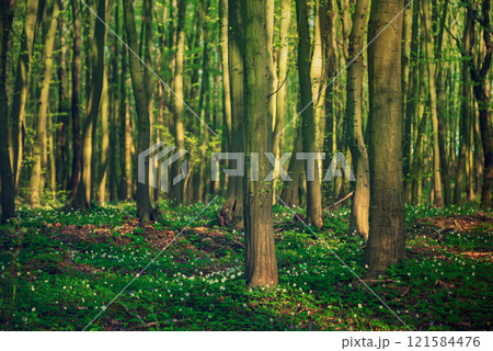 Flowering green forest with white flowers, spring nature background 121584476