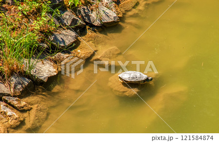River turtle in the habitat. Turtle in the water. River turtle in the habitat. Turtle in the water. 121584874