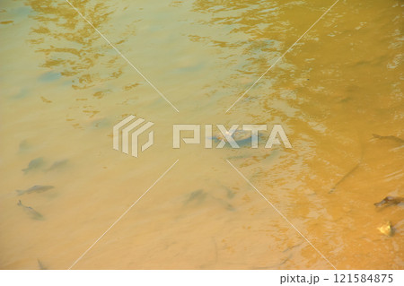 River turtle in the habitat. Turtle in the water. River turtle in the habitat. Turtle in the water. 121584875