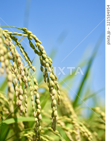 黄金色のたわわに実った稲穂とキレイな青空 121584954