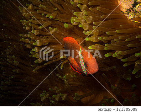 A tomato clownfish, amphiprion frenatus, in a sea anemone in a Puerto Galera reef in the Philippines 121585089