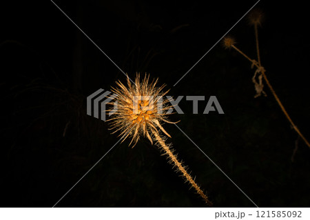 A close-up picture of a dry Yellowflower teasel or Dipsacus strigosus. Isolated on a black background A close-up picture of a dry Yellowflower teasel or Dipsacus strigosus. Isolated on a black background 121585092