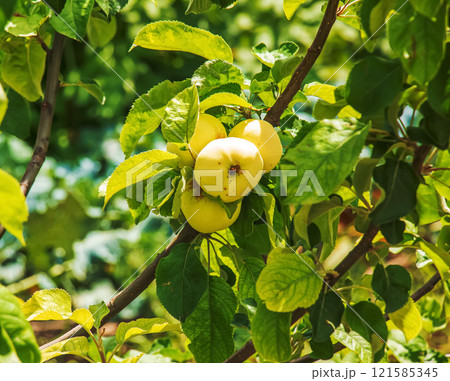 Apple tree branch with ripening juicy apples under bright sunlight. Summer harvest in the garden. Organic gardening and agriculture Apple tree branch with ripening juicy apples under bright sunlight. Summer harvest in the garden. Organic gardening and agriculture 121585345