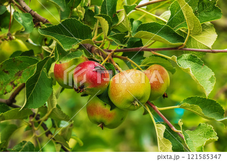 Apple tree branch with ripening juicy apples under bright sunlight. Summer harvest in the garden. Organic gardening and agriculture Apple tree branch with ripening juicy apples under bright sunlight. Summer harvest in the garden. Organic gardening and agriculture 121585347