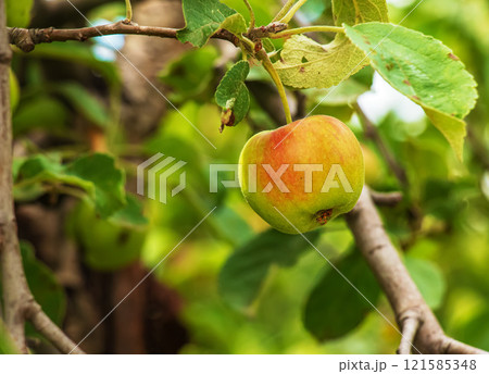 Apple tree branch with ripening juicy apples under bright sunlight. Summer harvest in the garden. Organic gardening and agriculture 121585348
