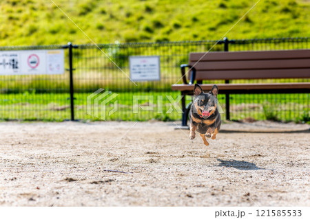 ドッグランを走る犬 ドッグランを走る犬 121585533