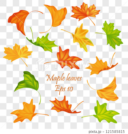 Autumn leaves vector set for fall seasonal elements with maple and oak leaf isolated . Vector illustration. Eps 10 Autumn leaves vector set for fall seasonal elements with maple and oak leaf isolated . Vector illustration. Eps 10 121585815