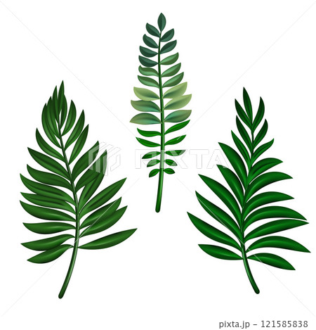 Tropical palm tree jungle leaves vector set. Leaf natural of jungle, colorful exotic leaves branch illustration. Eps 10 Tropical palm tree jungle leaves vector set. Leaf natural of jungle, colorful exotic leaves branch illustration. Eps 10 121585838