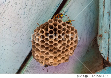 A wasp nest made of cellulose with open honeycombs in which small individuals grow. Several adults guard and control the conditions inside. Caring for your offspring in the insect world, in nature A wasp nest made of cellulose with open honeycombs in which small individuals grow. Several adults guard and control the conditions inside. Caring for your offspring in the insect world, in nature 121586187