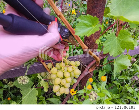 A vine tied to a wooden plank fixed on a rusty metal pipe as a pillar grew a bunch of green grapes. Female Elderly Hand Cutting Twig With Garden Shears. Autumn harvest concept. 121586193