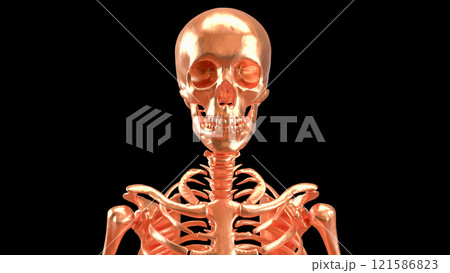 The Copper skeleton on black background for education or sci concept 3d rendering. The Copper skeleton on black background for education or sci concept 3d rendering. 121586823
