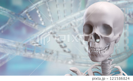 The Skeleton on black background for education or sci concept 3d rendering. 121586824