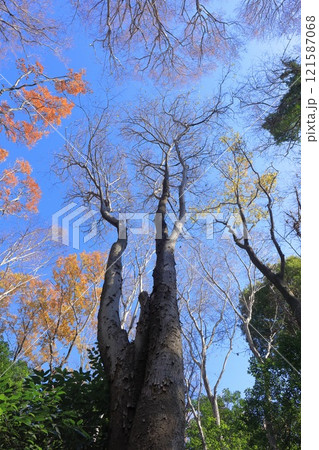 自然　植物　ムクノキ、大きく育つ落葉高木。老木になると反り返って細長く剥がれる樹皮が目立つ 121587068