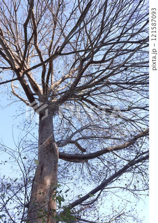 自然 植物 ムクノキ、葉を落とした沢山の小枝がうるさい?黒い小さな実は冬季、野鳥の貴重な餌 自然 植物 ムクノキ、葉を落とした沢山の小枝がうるさい?黒い小さな実は冬季、野鳥の貴重な餌 121587093