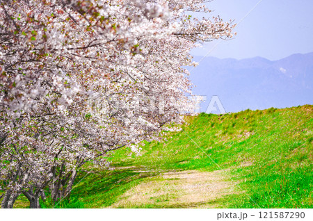 穏やかな季節、桜咲く、春は希望と旅立ちの季節 穏やかな季節、桜咲く、春は希望と旅立ちの季節 121587290