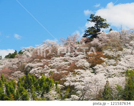 那須町･芦野御殿山公園の満開の桜 121587634