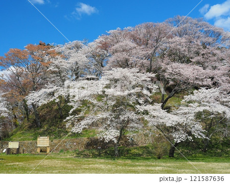 那須町・芦野御殿山公園の満開の桜 那須町・芦野御殿山公園の満開の桜 121587636