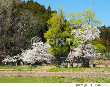 那須町芦野・春の遊行柳 121587665