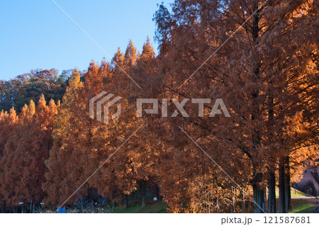 埼玉県の北欧風の公園の紅葉 121587681