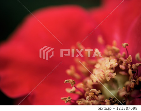 10月に咲いた美しい赤いバラ「ラ･セビリアーナ」 121587699