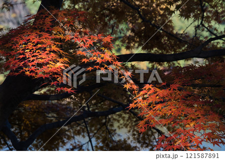 埼玉県のメッツァ宮沢湖の紅葉 埼玉県のメッツァ宮沢湖の紅葉 121587891