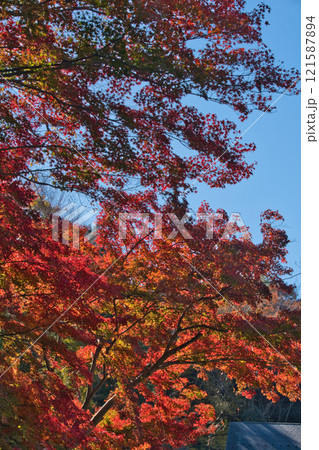 埼玉県のメッツァ宮沢湖の紅葉 121587894