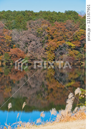 埼玉県のメッツァ宮沢湖の紅葉 埼玉県のメッツァ宮沢湖の紅葉 121587901