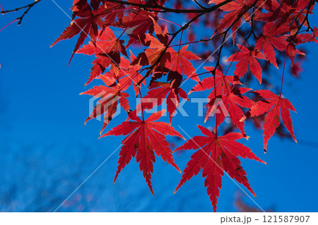 埼玉県のメッツァ宮沢湖の紅葉 121587907
