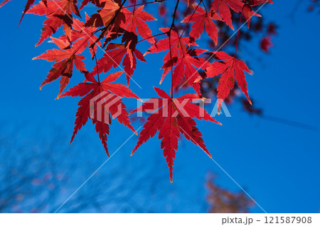 埼玉県のメッツァ宮沢湖の紅葉 121587908