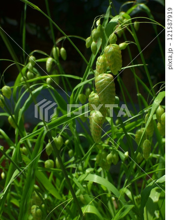 コバンソウ 121587919