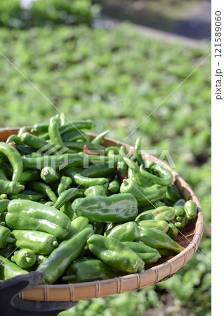 家庭菜園の野菜の収穫 121589060