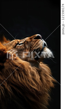 A lion with its mouth open and teeth bared 121590174
