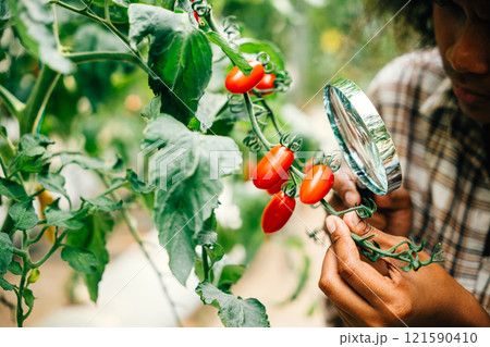 Black woman inspector a botanist uses a magnifying glass to check tomato quality examining for lice in herbology research. Expertise and learning in plant science and farming. Black woman inspector a botanist uses a magnifying glass to check tomato quality examining for lice in herbology research. Expertise and learning in plant science and farming. 121590410