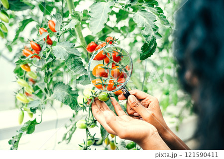 Expertise in action, Woman farmer inspects tomato using a magnifying glass in a greenhouse. Her concentration on quality and growth showcases intelligence in farming occupation. 121590411