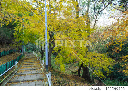 黄色い紅葉（もみじ）at 高取山（神戸市）2024.12撮影 121590463