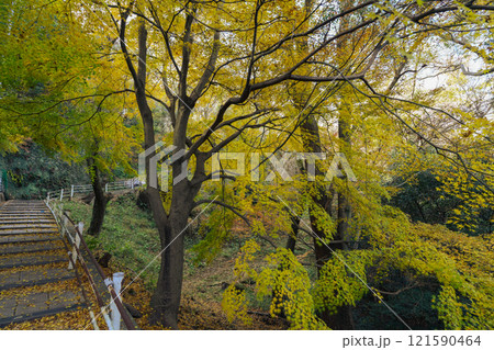 黄色い紅葉（もみじ）at 高取山（神戸市）2024.12撮影 121590464
