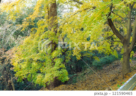 黄色い紅葉（もみじ）at 高取山（神戸市）2024.12撮影 121590465